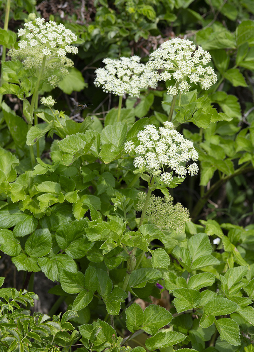 Image of Coelopleurum gmelinii specimen.