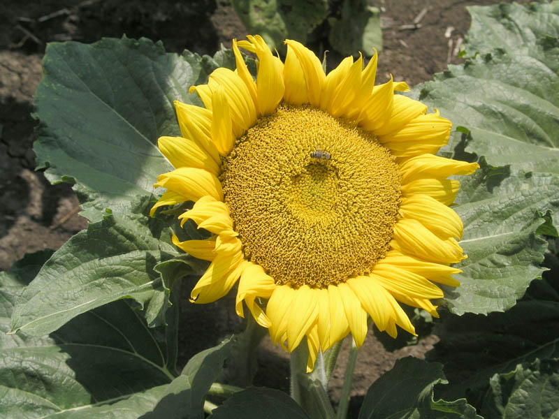 Image of Helianthus annuus specimen.