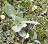 Tephroseris phaeantha. Вегетирующее растение среди Dryas ajanensis. Хабаровский край, р-н имени Лазо, массив горы Ко, гора Столовая, вершина, выс. ≈ 1920 м н.у.м., горная тундра. 22.06.2026.