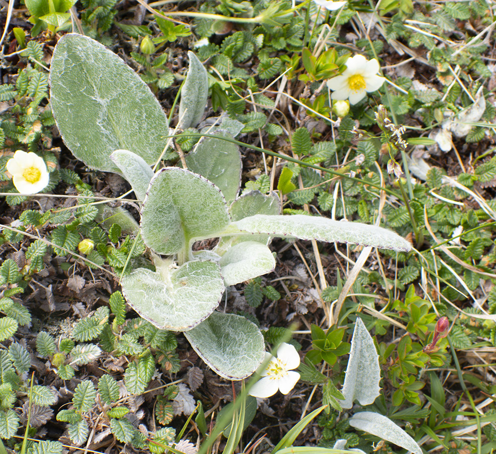 Изображение особи Tephroseris phaeantha.
