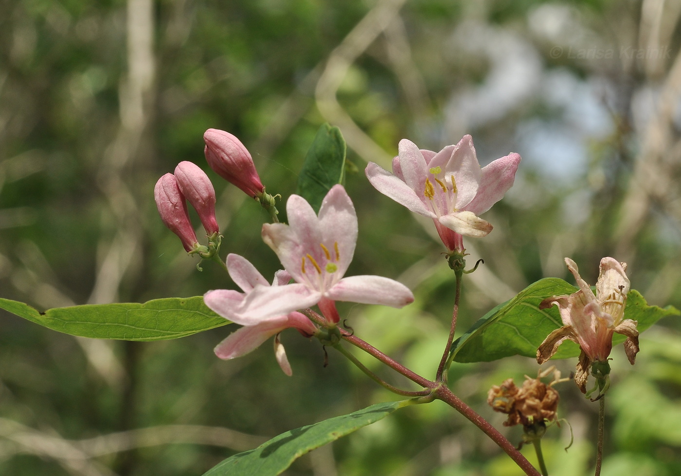 Изображение особи Lonicera tatarica.