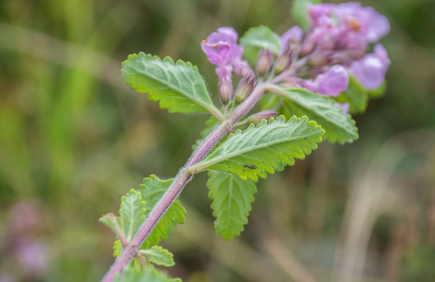 Image of Teucrium chamaedrys specimen.