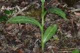 Dactylorhiza urvilleana. Нижние листья. Краснодарский край, г/о Новороссийск, Раевский с/о, окр. станицы Раевская, 56 м выс., н. у. м., ясенево-кленово-грабовый лес в пойме притока р. Маскага. 23.05.2025.