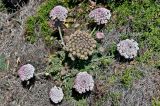 род Daucus. Цветущее и плодоносящее растение в сообществе с Juniperus. Португалия, округ Бежа, окр. г. Карвальял, сухой склон. 06.06.2026.