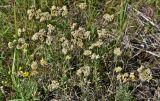 Смотреть изображение Helichrysum arenarium