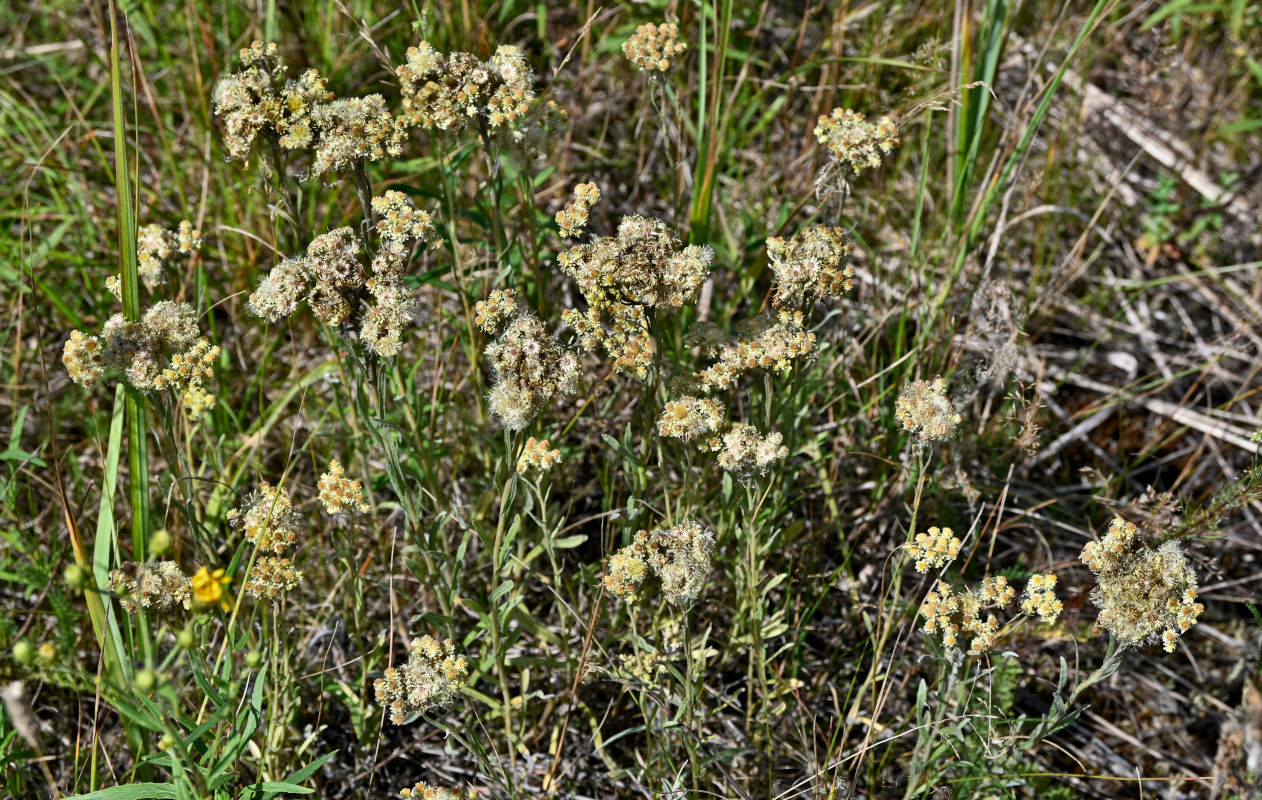 Изображение особи Helichrysum arenarium.