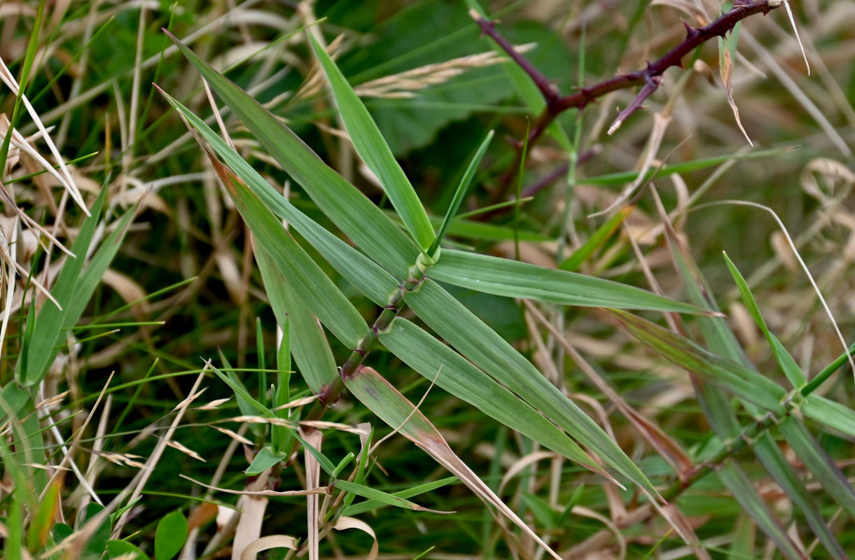 Image of genus Holcus specimen.