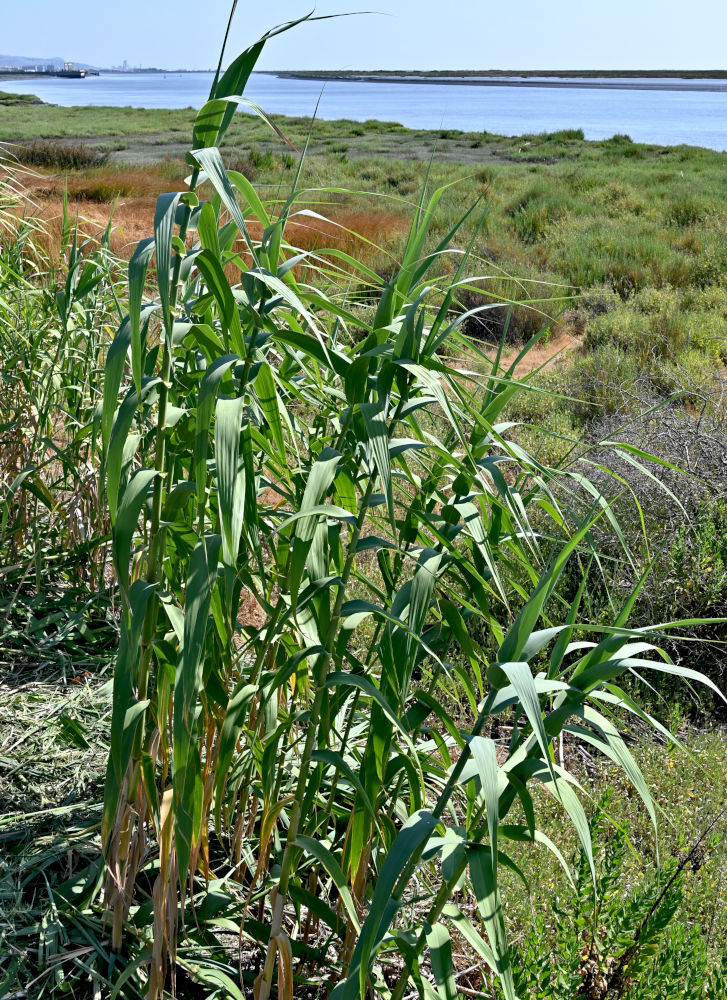Image of Arundo donax specimen.