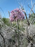 Allium robustum. Соцветие. Казахстан, Жетысуская обл., Алакольский р-н; сев.-вост. макросклон Джунгарского Алатау, дол. р. Жаманты (приток Кызылтал), пойма. 8 мая 2026 г.