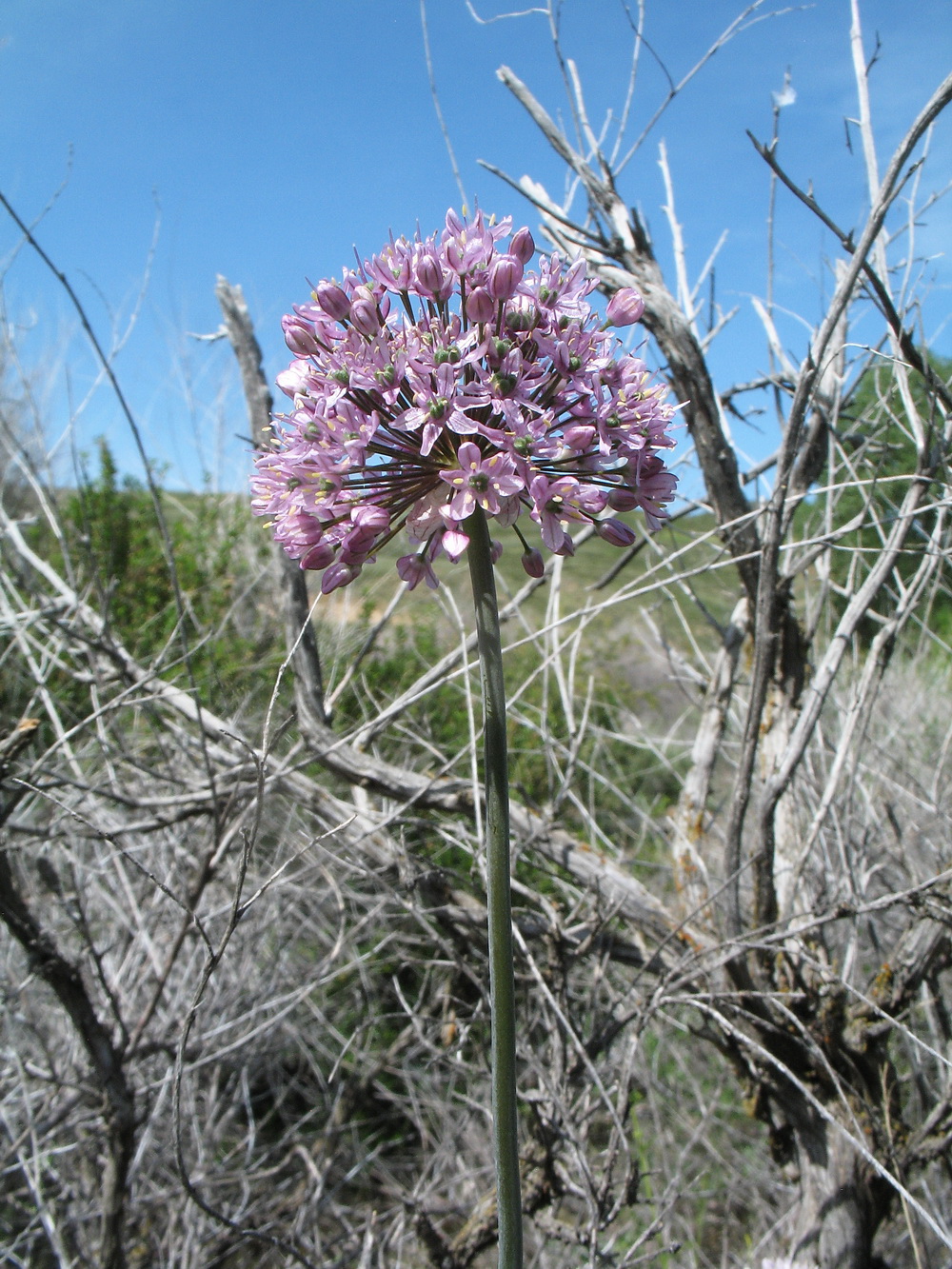 Image of Allium robustum specimen.