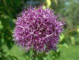 Allium aflatunense