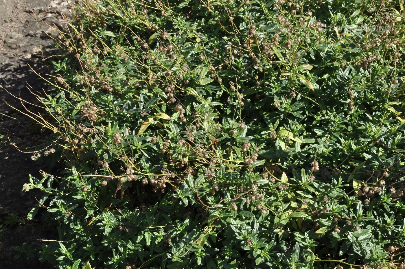 Image of familia Cistaceae specimen.
