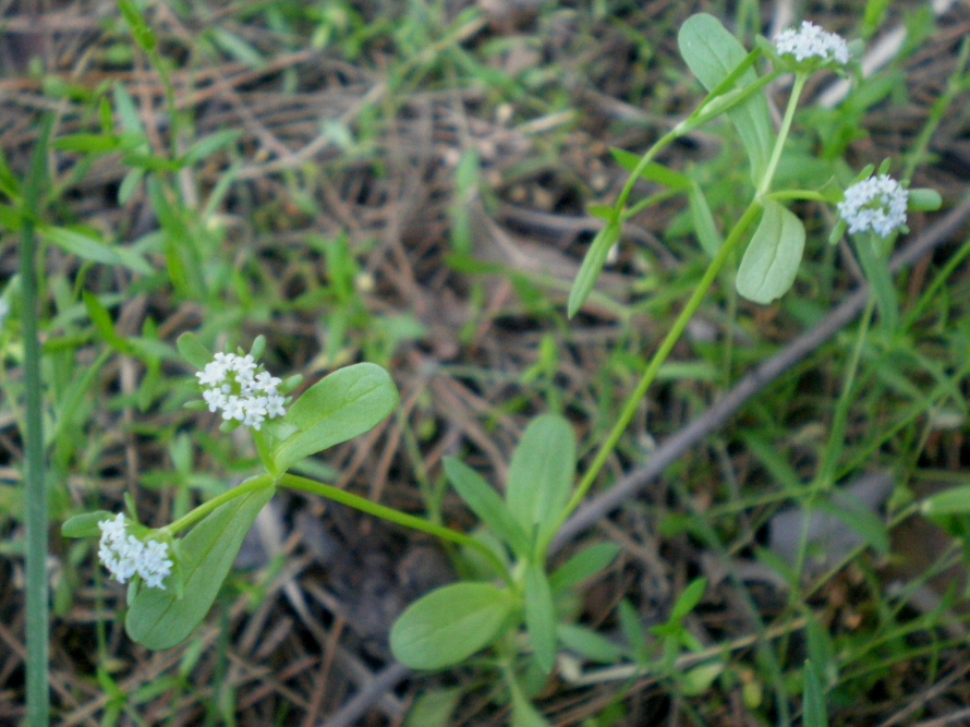 Image of Valerianella carinata specimen.