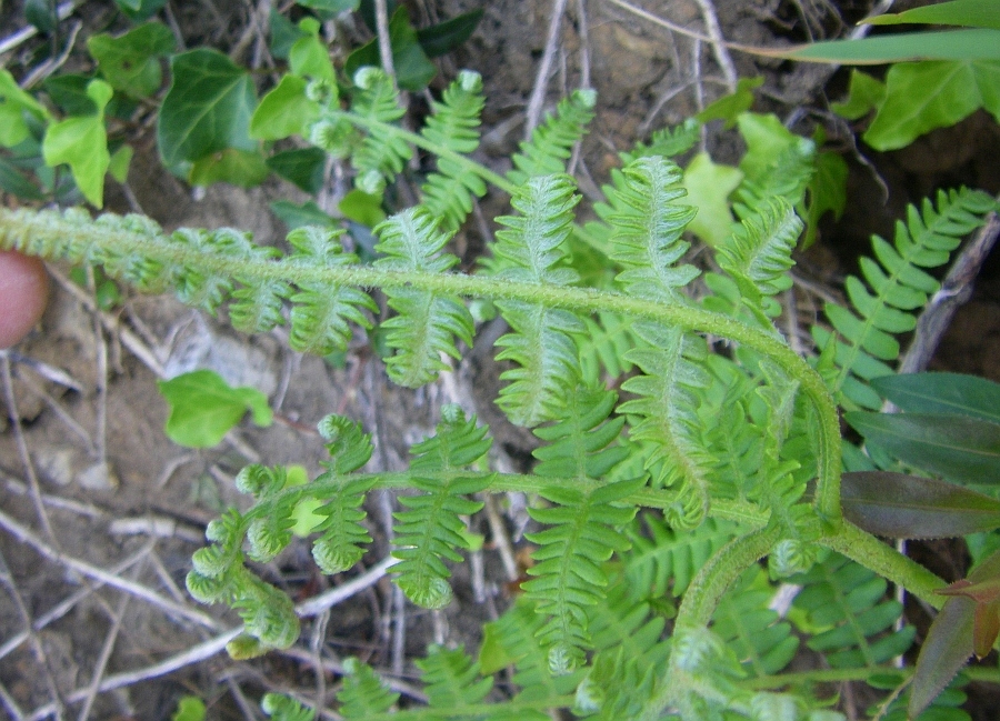 Изображение особи Pteridium aquilinum.