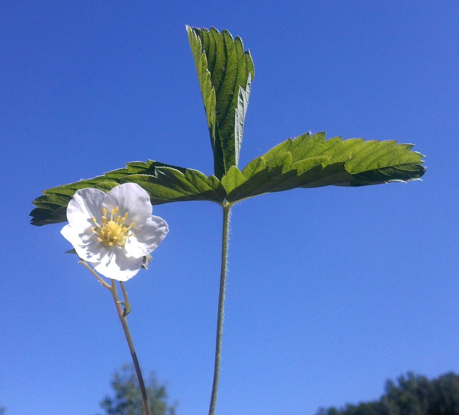 Image of Fragaria viridis specimen.