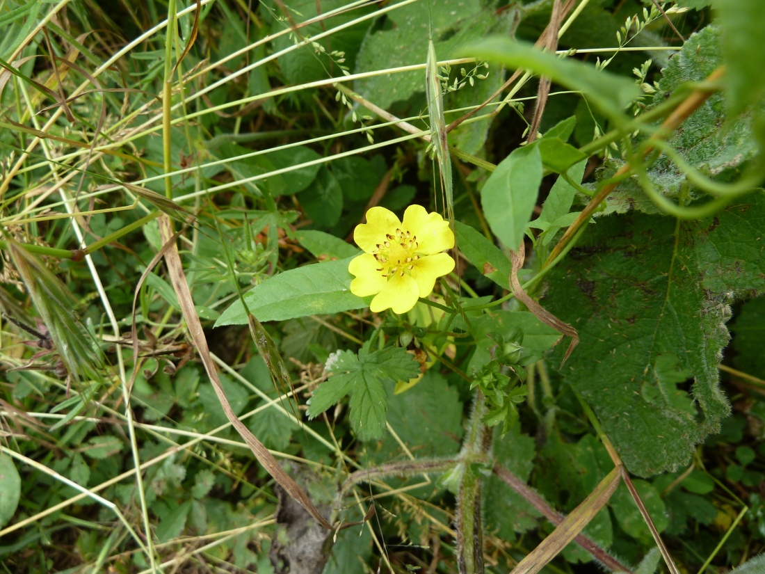 Image of Potentilla reptans specimen.
