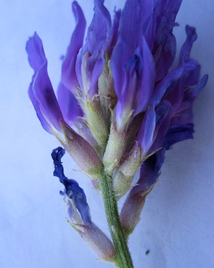 Изображение особи Astragalus onobrychis.