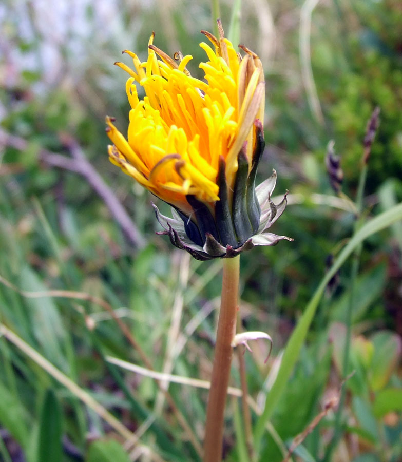 Image of Taraxacum nivale specimen.