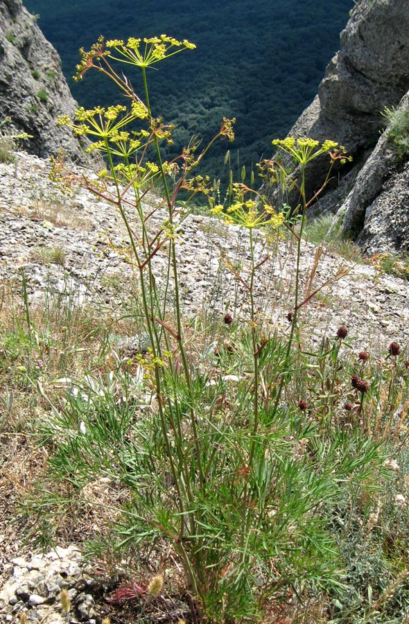 Изображение особи Peucedanum tauricum.