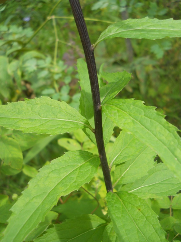 Image of Adenophora liliifolia specimen.