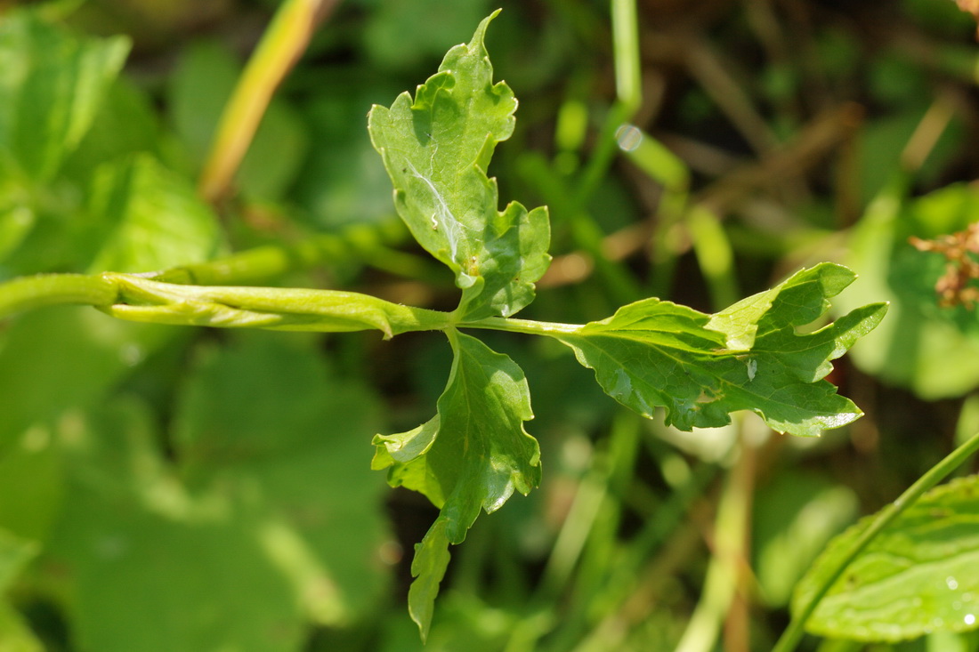 Изображение особи Heracleum apiifolium.