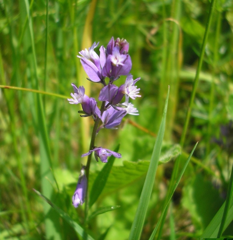 Image of Polygala vulgaris specimen.