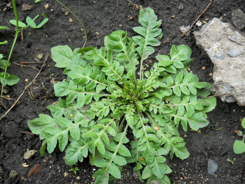 Image of Capsella bursa-pastoris specimen.