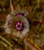 Lomelosia prolifera