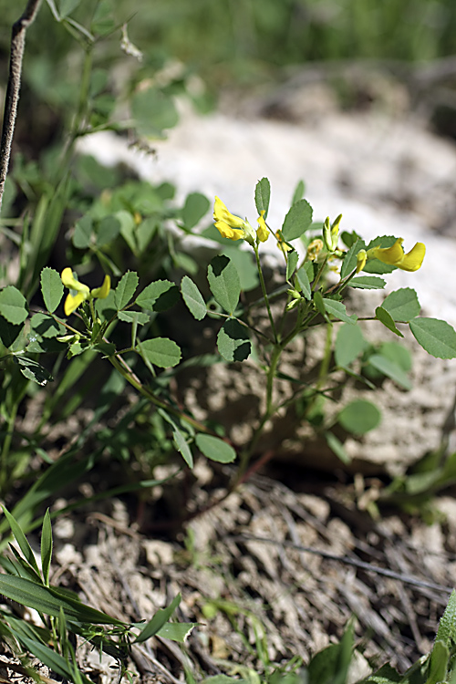 Image of Medicago orbicularis specimen.