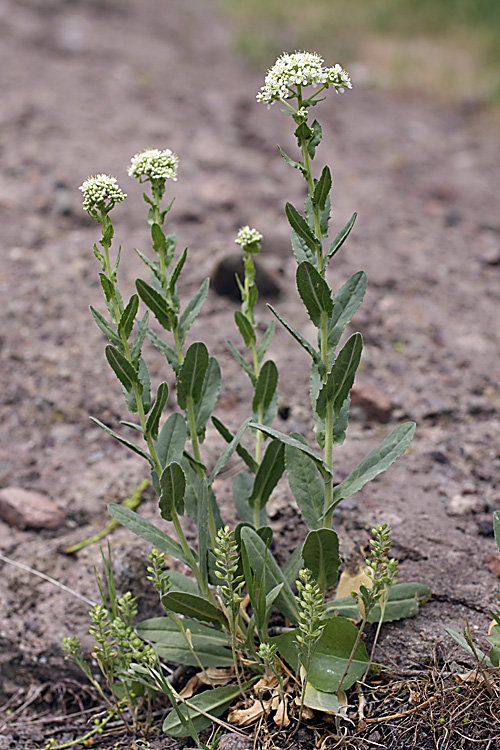 Image of Cardaria pubescens specimen.