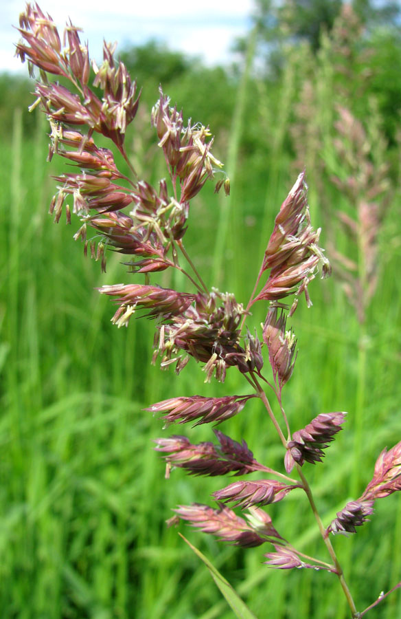 Image of Phalaroides arundinacea specimen.