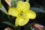 Oenothera biennis