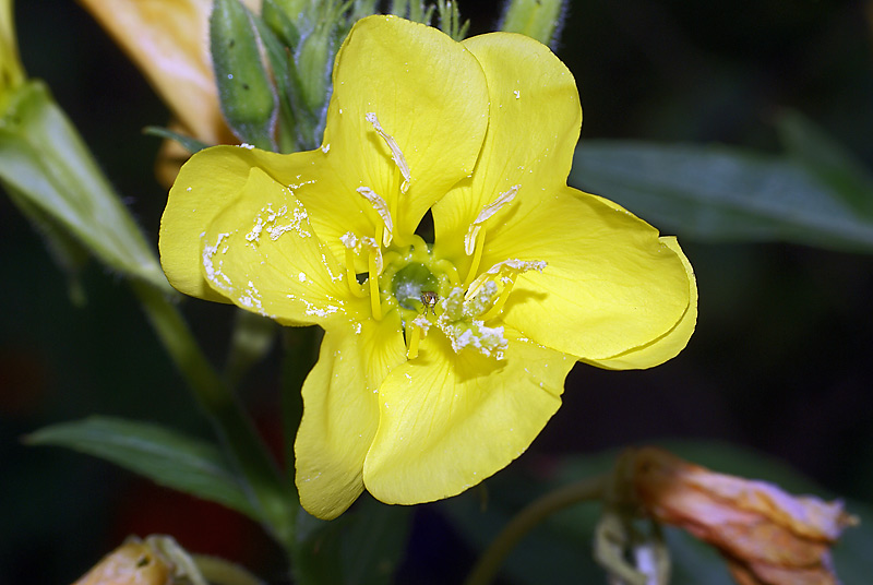 Изображение особи Oenothera biennis.