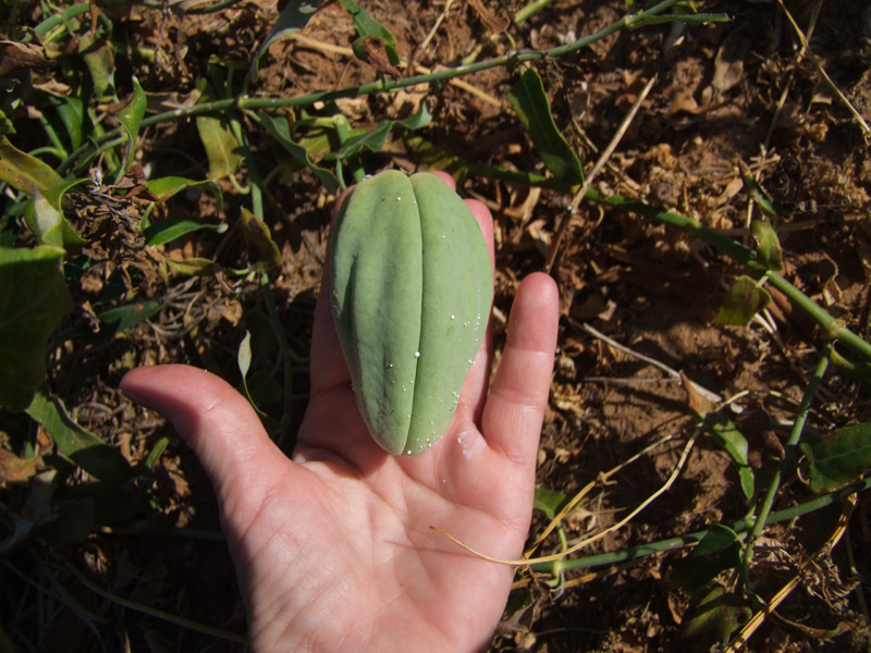 Image of Araujia sericifera specimen.