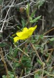 Helianthemum songaricum