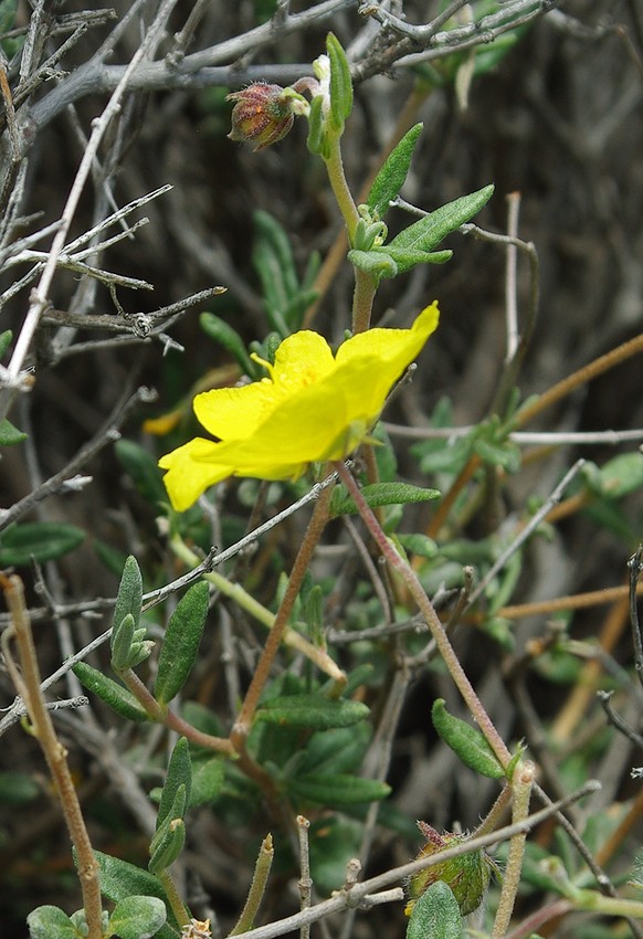 Изображение особи Helianthemum songaricum.