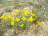 Haplophyllum villosum