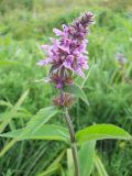 Stachys palustris