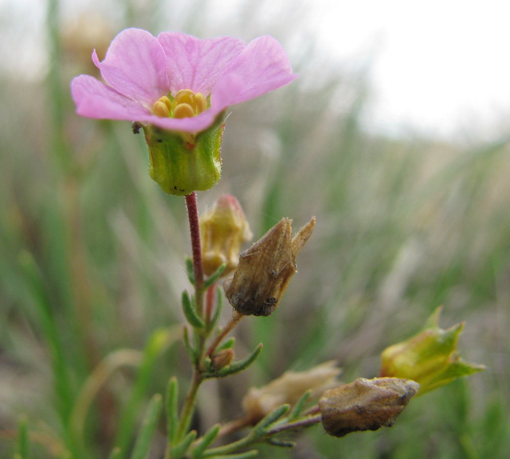 Image of Chamaerhodos grandiflora specimen.