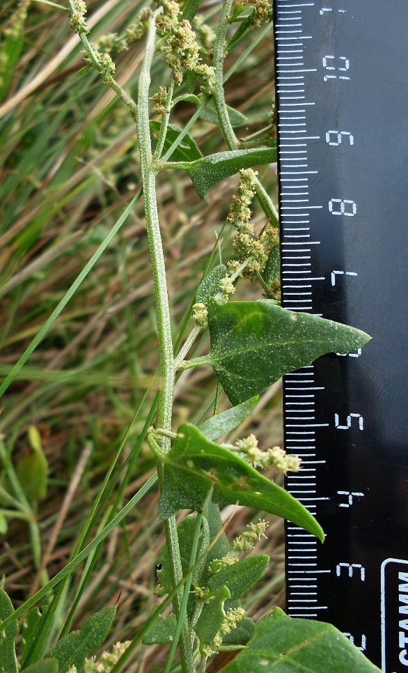 Изображение особи Atriplex prostrata.