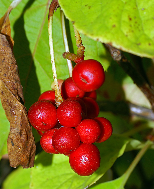 Изображение особи Schisandra chinensis.