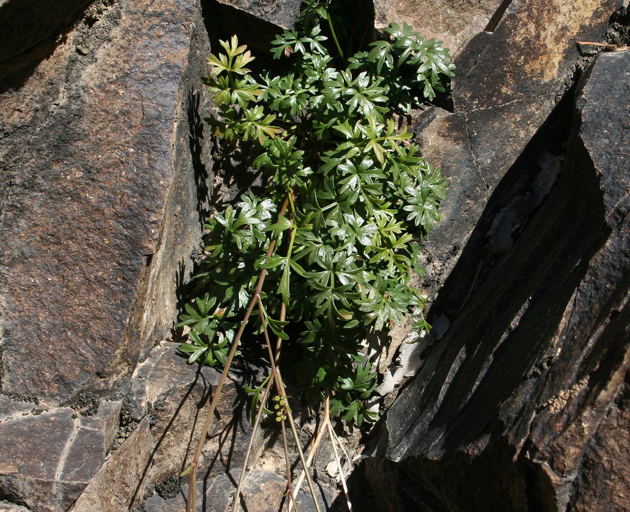 Image of Tschulaktavia saxatilis specimen.