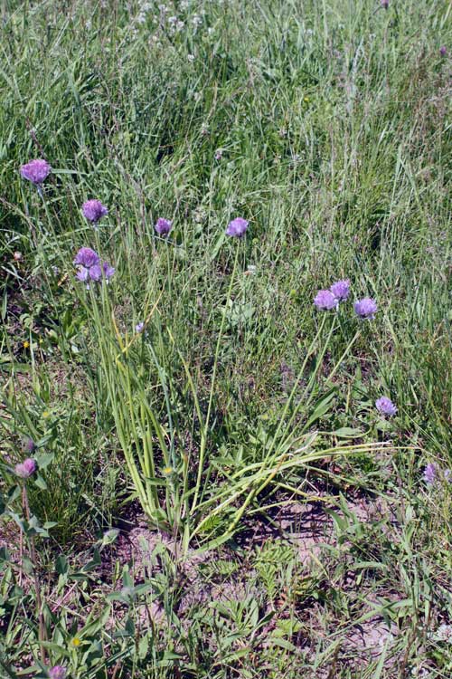 Image of Allium schoenoprasum specimen.