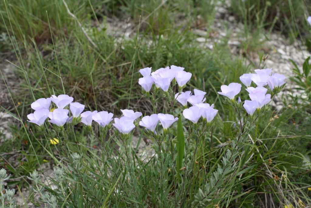 Изображение особи Linum lanuginosum.