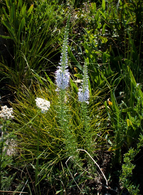 Изображение особи Veronica pinnata.