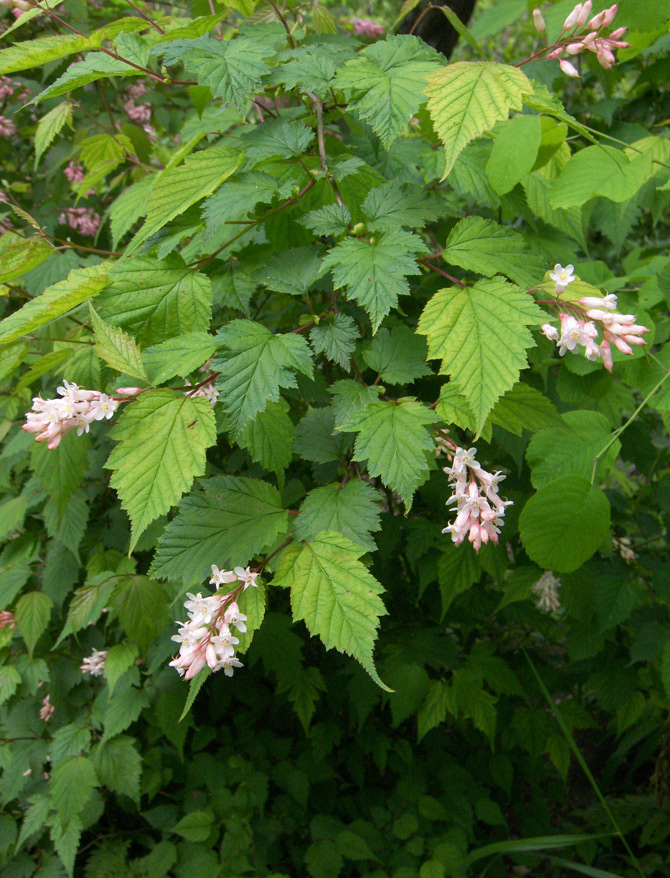 Изображение особи Neillia sinensis.