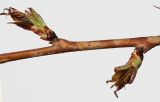 Prunus serrulata. Часть ветки с распускающимися почками. Германия, г. Кемпен, у детской площадки. 06.04.2012.