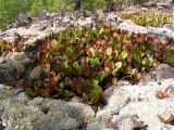 Bergenia pacifica