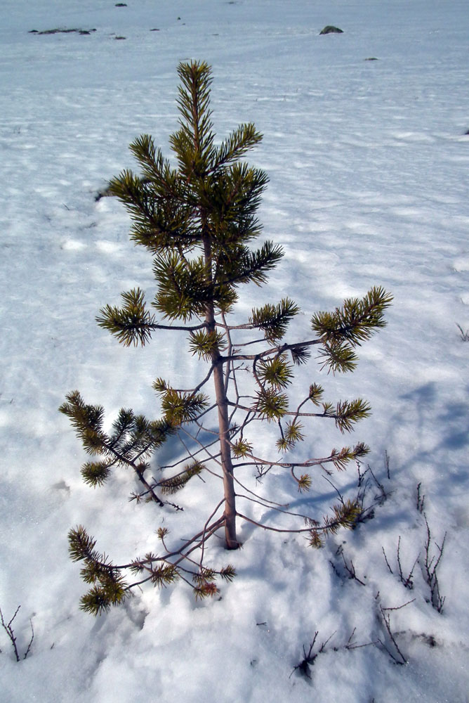 Изображение особи Pinus friesiana.