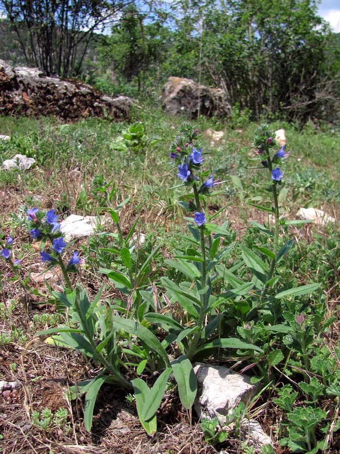 Изображение особи Echium vulgare.